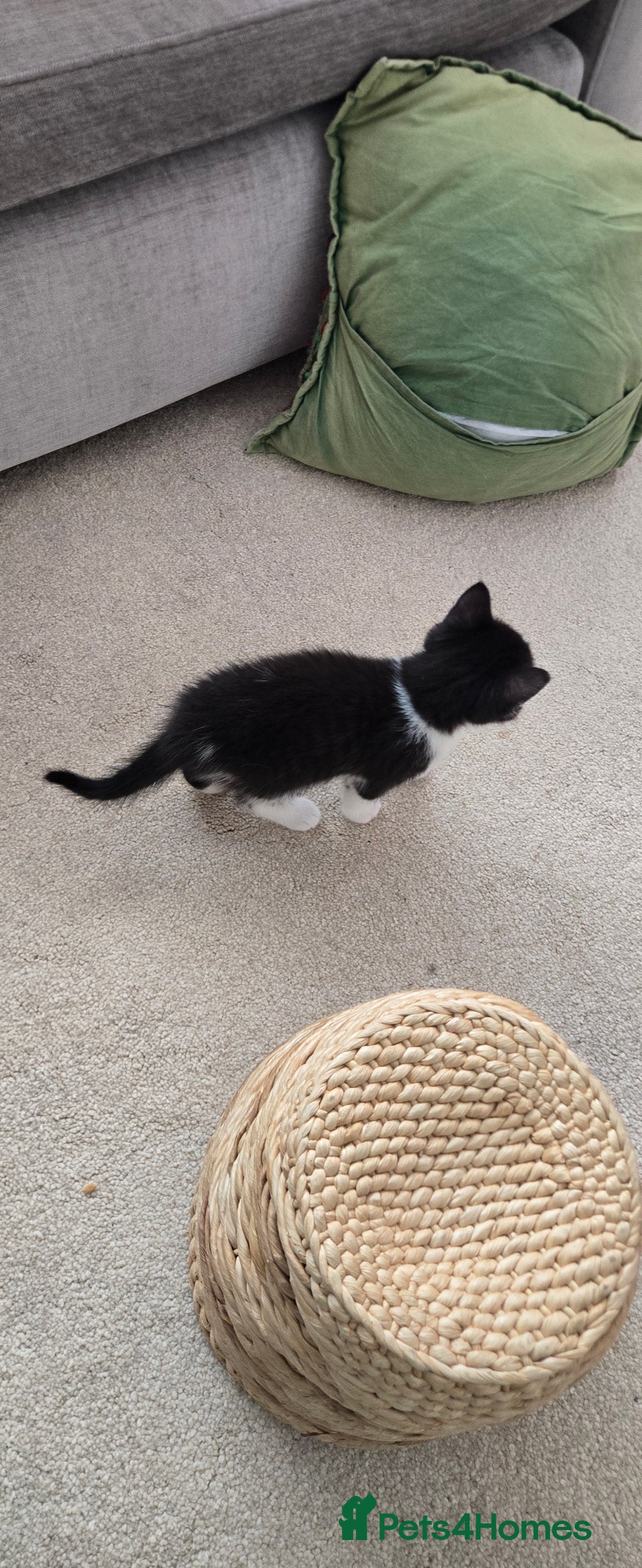 Mixed Breed cats for sale: Heart-Marked & Beautiful Kittens Ready - Image 21
