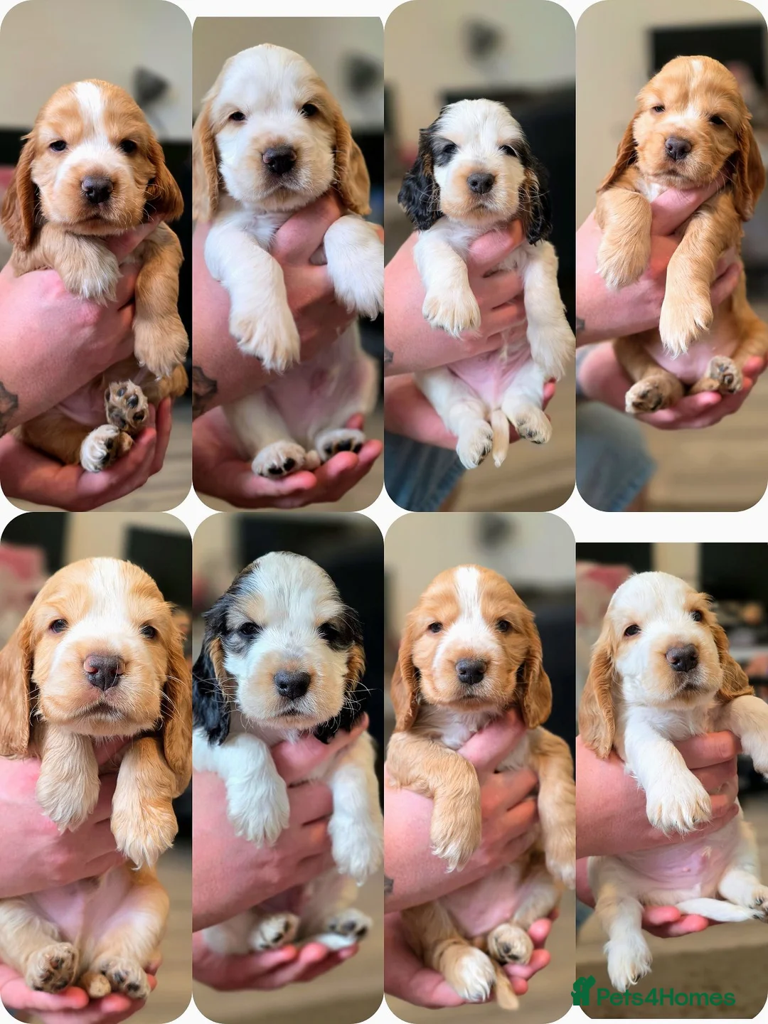 Cocker Spaniel dogs for sale: KC Registered Show cocker spaniel  - Advert 1