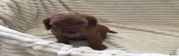 Cockapoo dogs for sale: Beautiful f2 cockapoo puppies - Advert 25