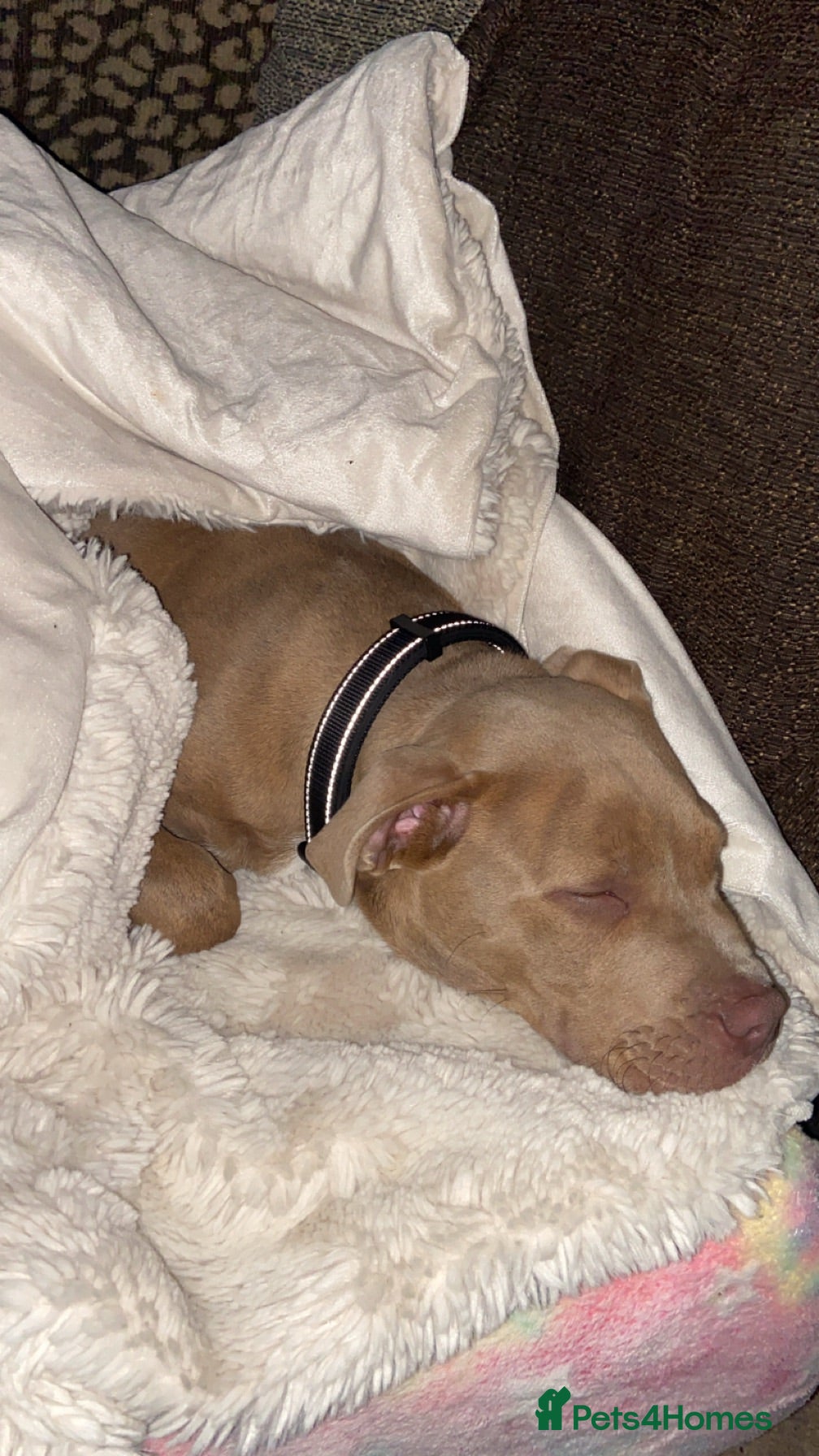 Mixed Breed dogs Staffy/lab puppy - Advert 4