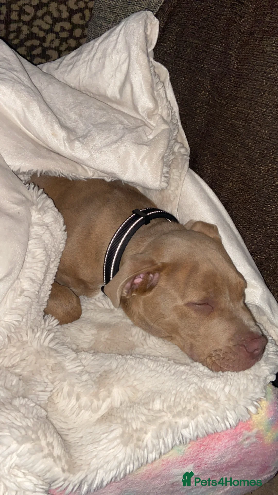 Mixed Breed dogs for sale: Staffy/lab puppy in Bishop Auckland - Advert 1