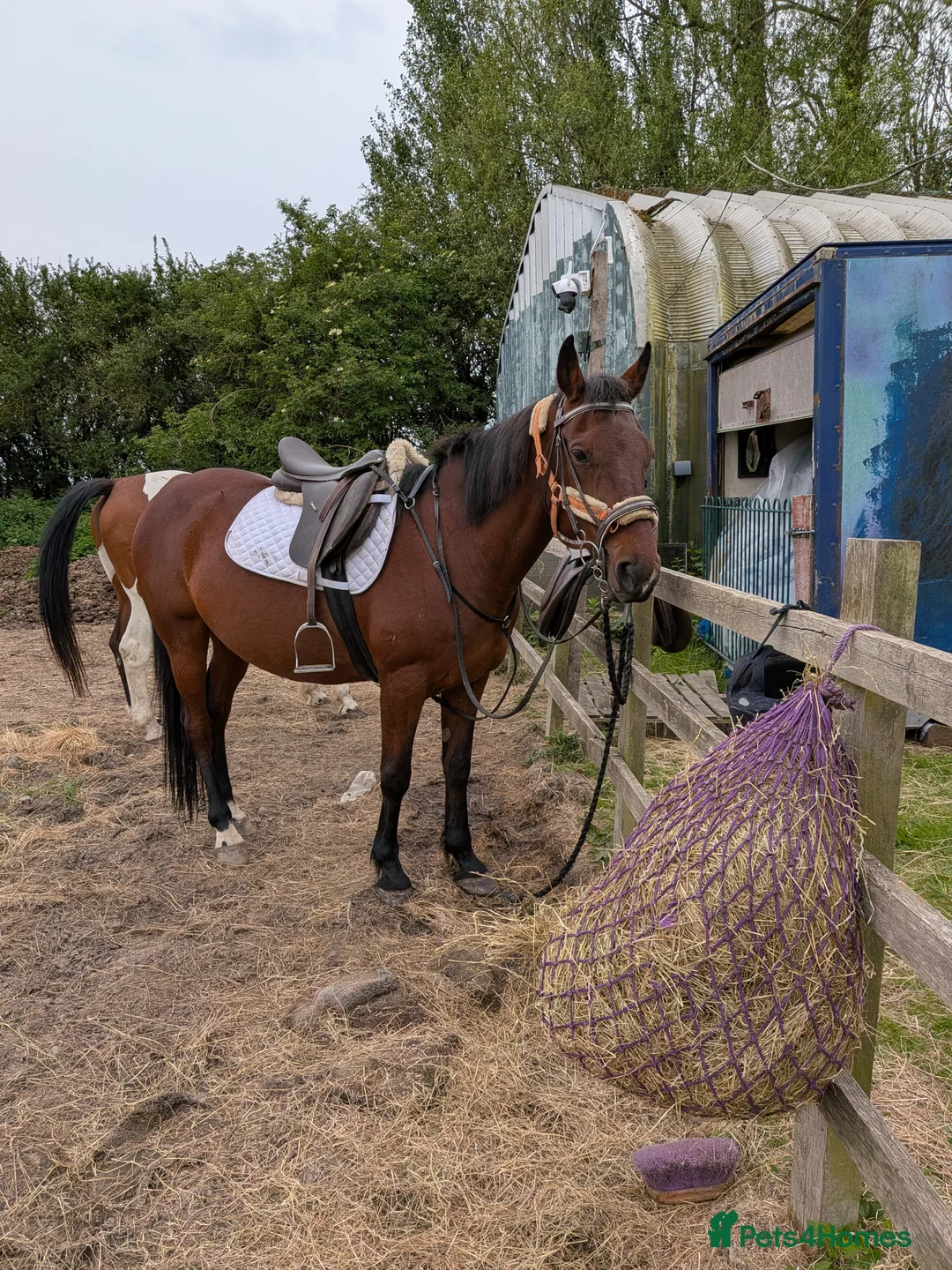 American Standardbred horses for sale: Pretty bay  - Advert 2