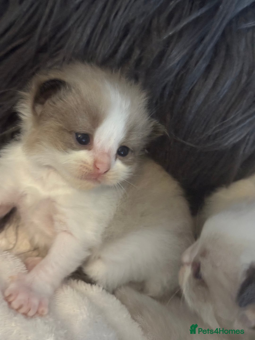 Ragdoll cats for sale: Tortie flame mink sepia tica  - Image 5