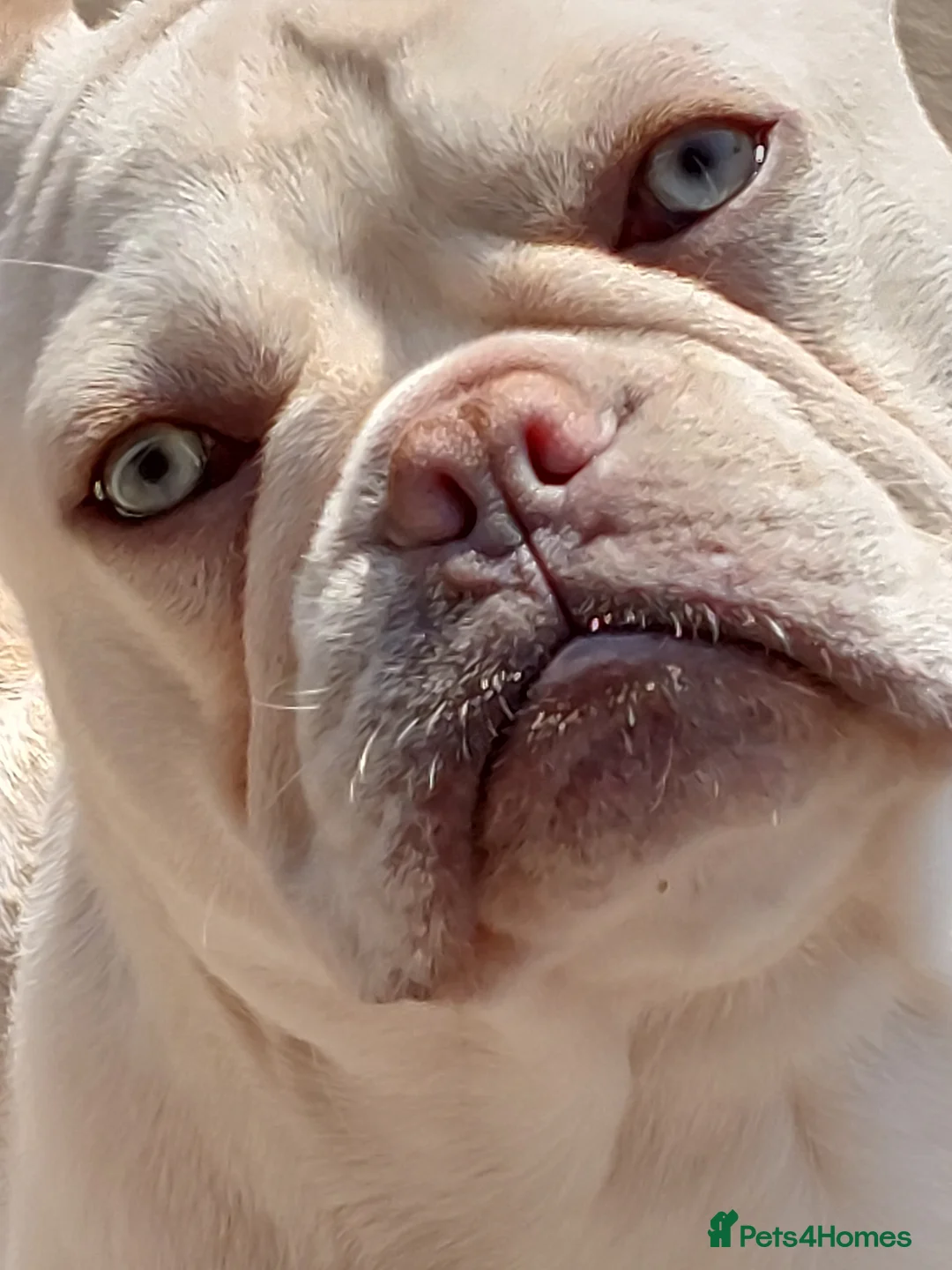 French Bulldog dogs for stud: Kc French bulldog Stud  - Advert 10