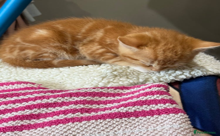 Mixed Breed cats Kittens  - Advert 1