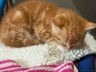 Mixed Breed cats Kittens - Advert 5