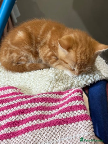 Mixed Breed cats Kittens - Advert 1