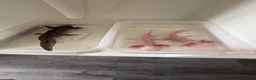 Axolotl reptiles for sale: Mixed axolotl  in Saint Helens - Advert 5
