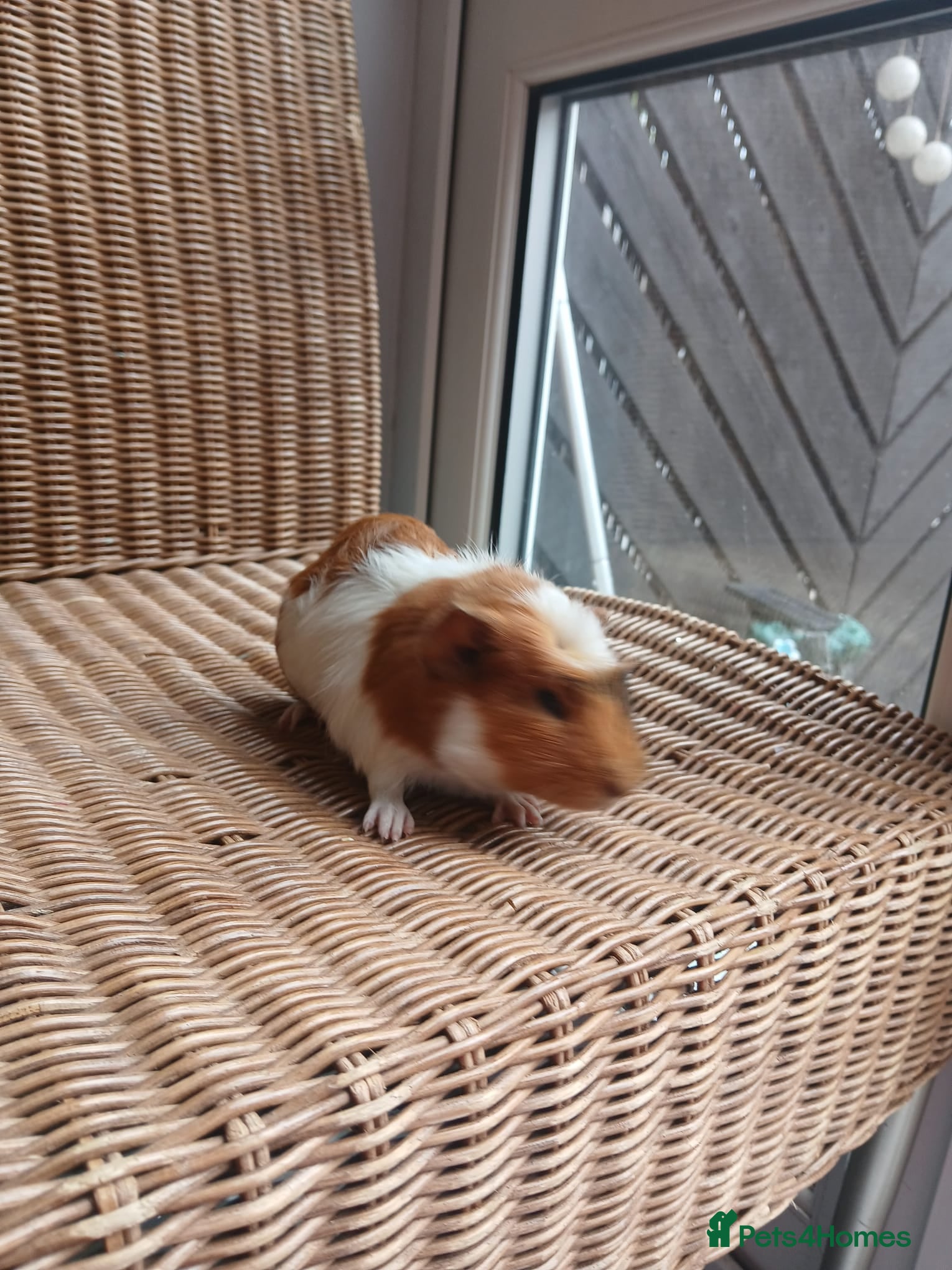 Guinea Pig rodents for sale: Guinea pigs for sale in York - Advert 13