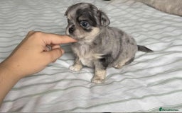 Chihuahua dogs for sale: Longhair chihuahua boys, Longhair Chocolate Girl - Image 4