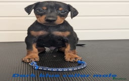 Dobermann dogs for sale: Doberman puppies "ready now" - Image 17