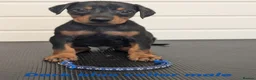 Dobermann dogs for sale: Doberman puppies " all reserved " - Advert 19
