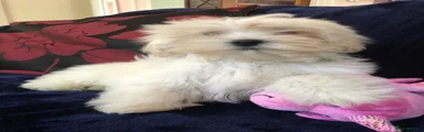 Maltipoo 5