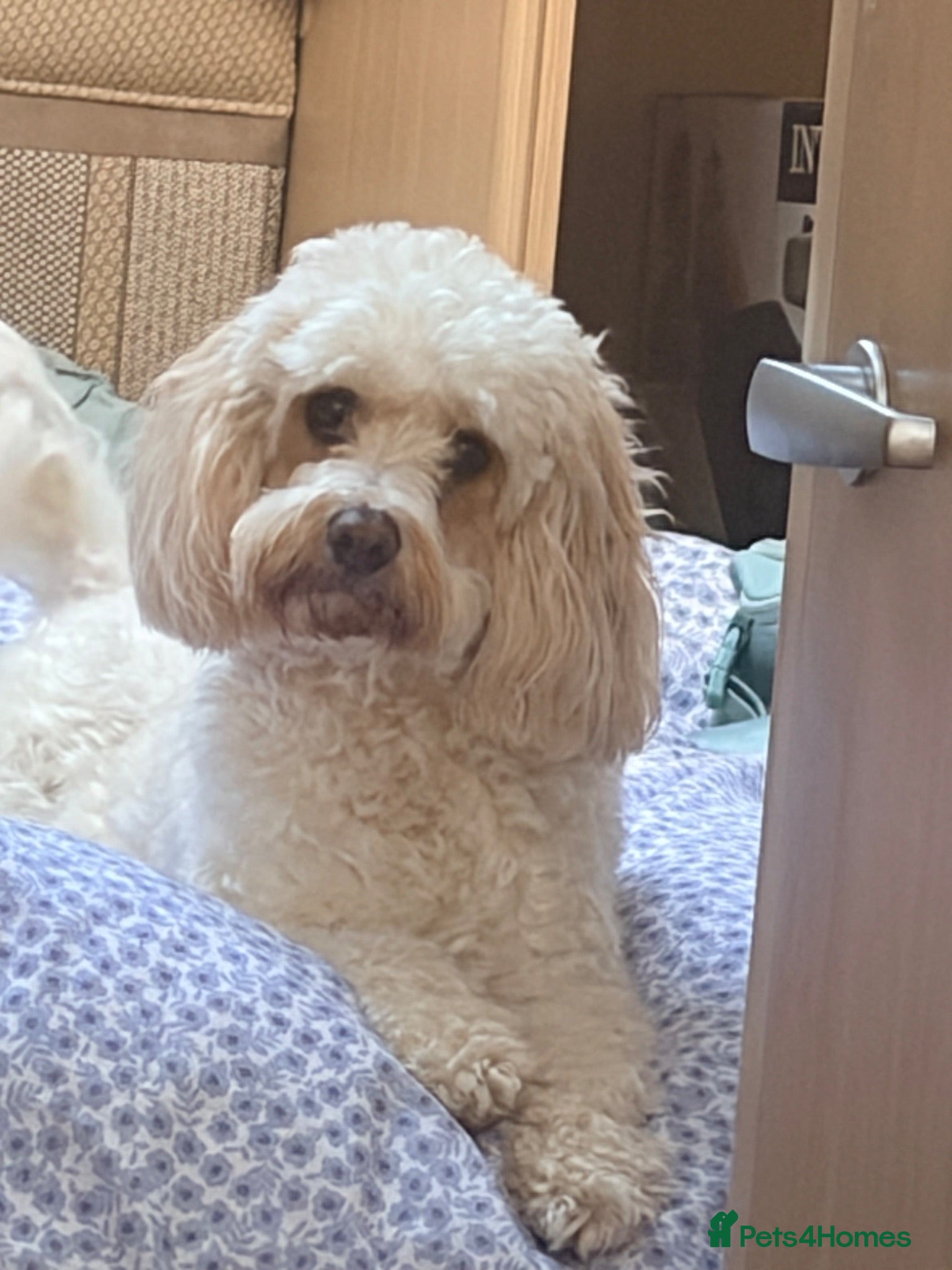Cavapoo dogs Beautiful Litter of F1b Cavapoos  - Advert 1