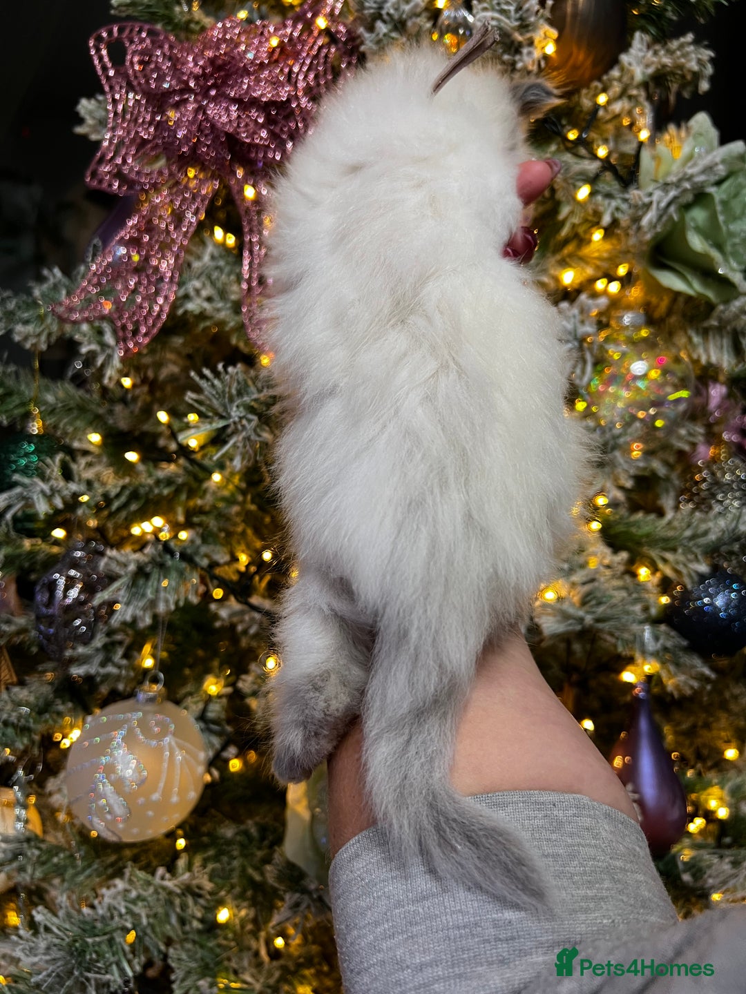 Ragdoll cats for sale: Ragdoll kittens blue point and seal point  - Advert 8