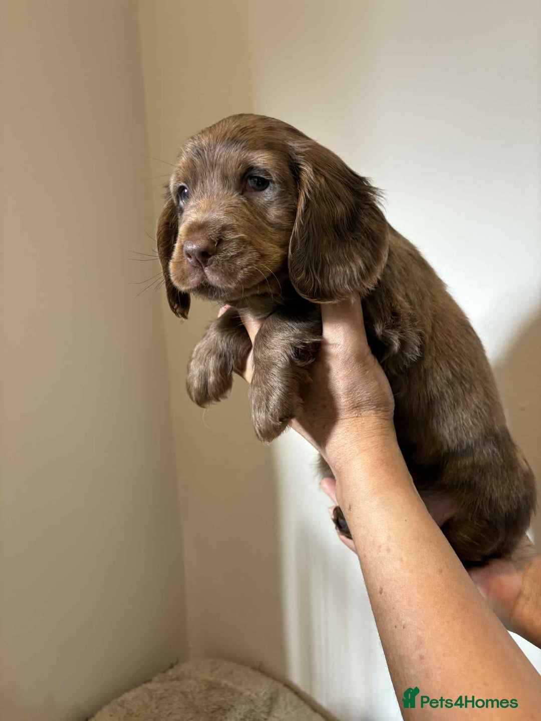 Cocker Spaniel dogs for sale: Pure show type dna health tested KC reg parents  - Image 16
