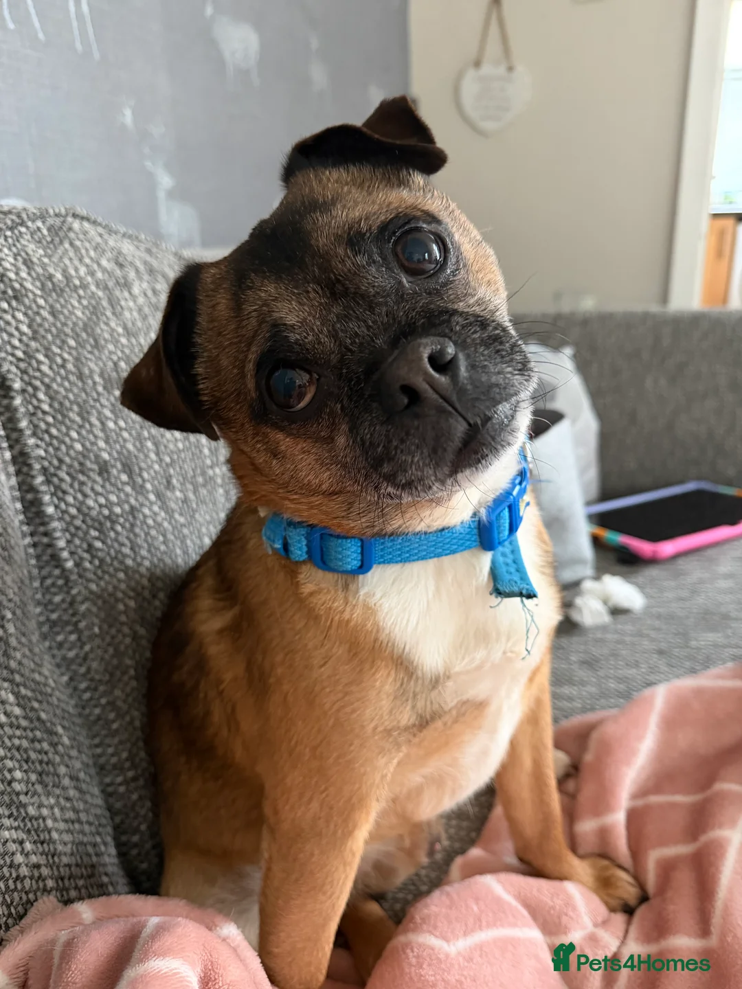 Mixed Breed dogs for sale: Rocco the jug - Advert 7