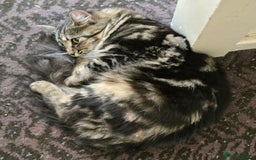 Mixed Breed cats for sale: Three cats in need of a home - Advert 1