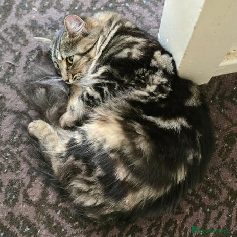 Mixed Breed cats Three cats in need of a home - Advert 3