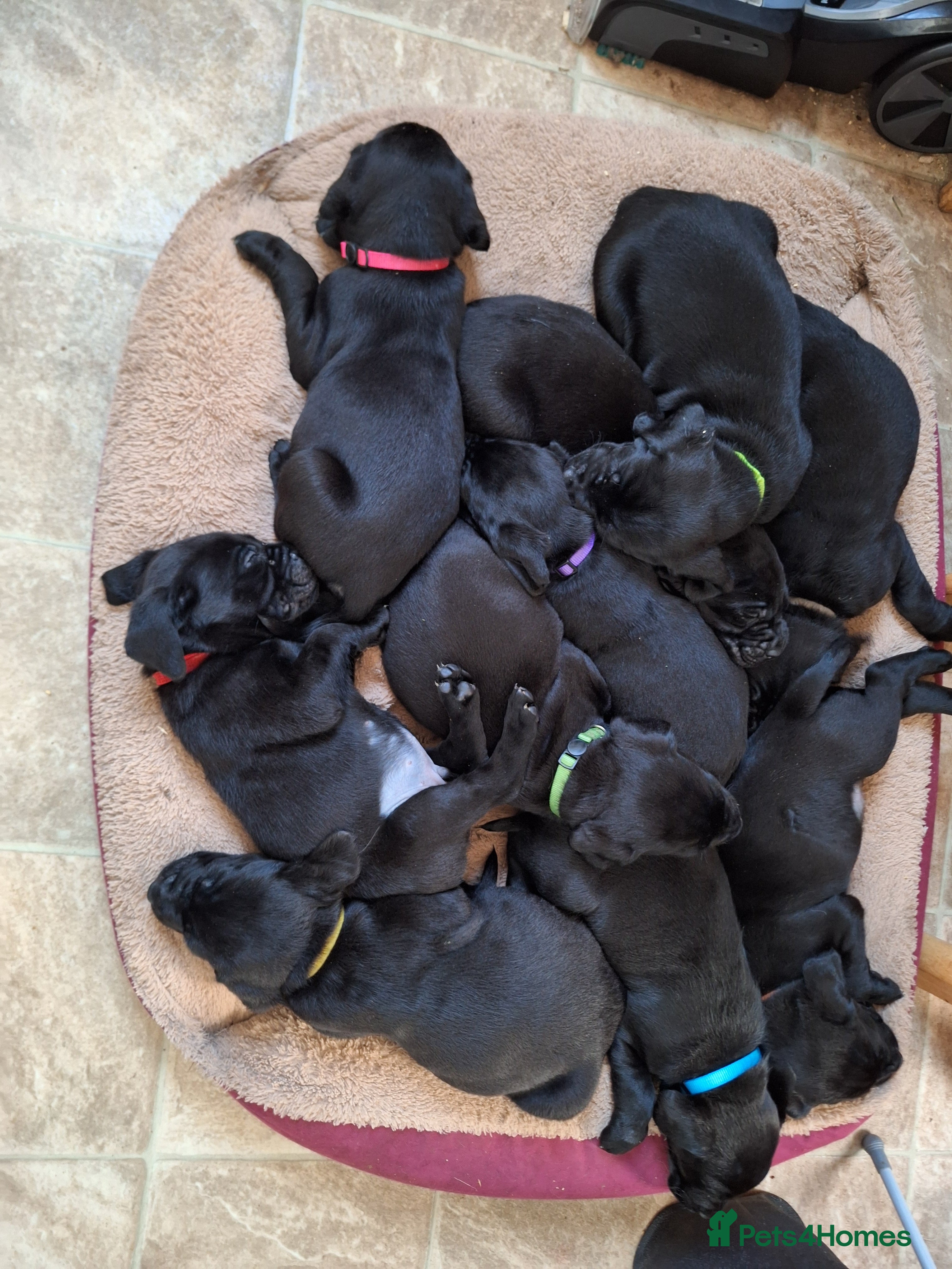 Labrador Retriever dogs Black Labrador Puppies  - Advert 2