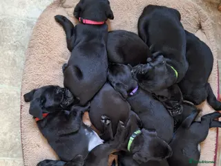 Labrador Retriever dogs Black Labrador Puppies - Advert 2