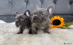 French Bulldog dogs for sale: BLUE GIRL 💗 and BOY 💙 frenchies available  - Image 3