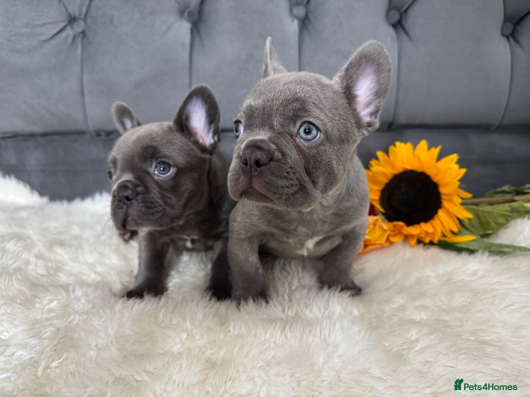 French Bulldog dogs for sale: BLUE GIRL 💗 and BOY 💙 frenchies available  - Image 3
