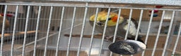 Cockatiels birds for sale: 2 x male cockatiels for sale - Advert 8
