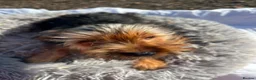 Yorkshire Terrier dogs for sale: Yorkshire terriers  - Advert 25