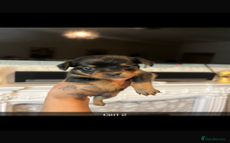 Chihuahua dogs for sale: Chihuahua puppys in Maidstone - Image 3