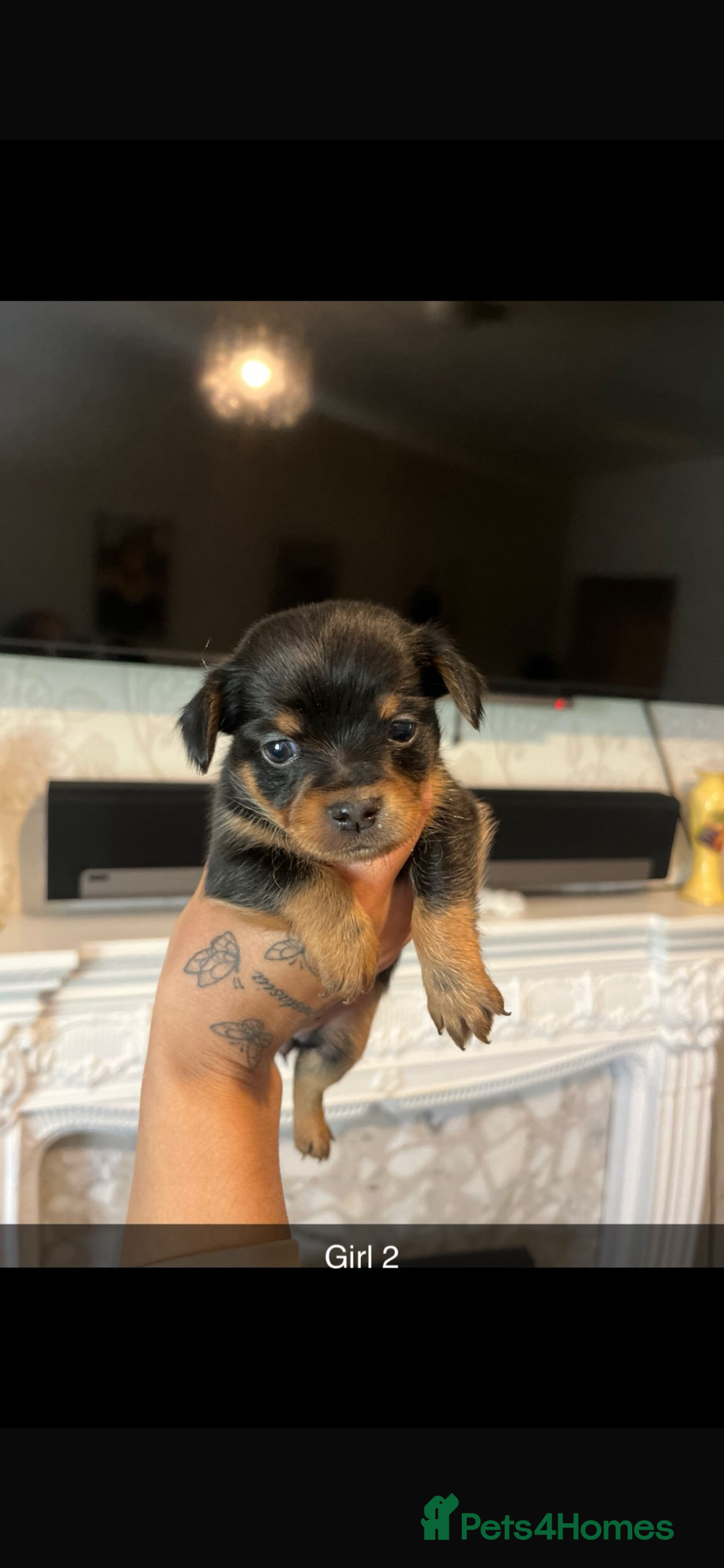 Chihuahua dogs for sale: Chihuahua puppys in Maidstone - Image 3