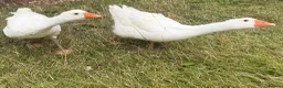 Geese poultry for sale: Young geese and ducks available  - Advert 2