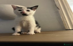 Domestic Shorthair cats for sale: 2 Females and 2 Males  - Image 3