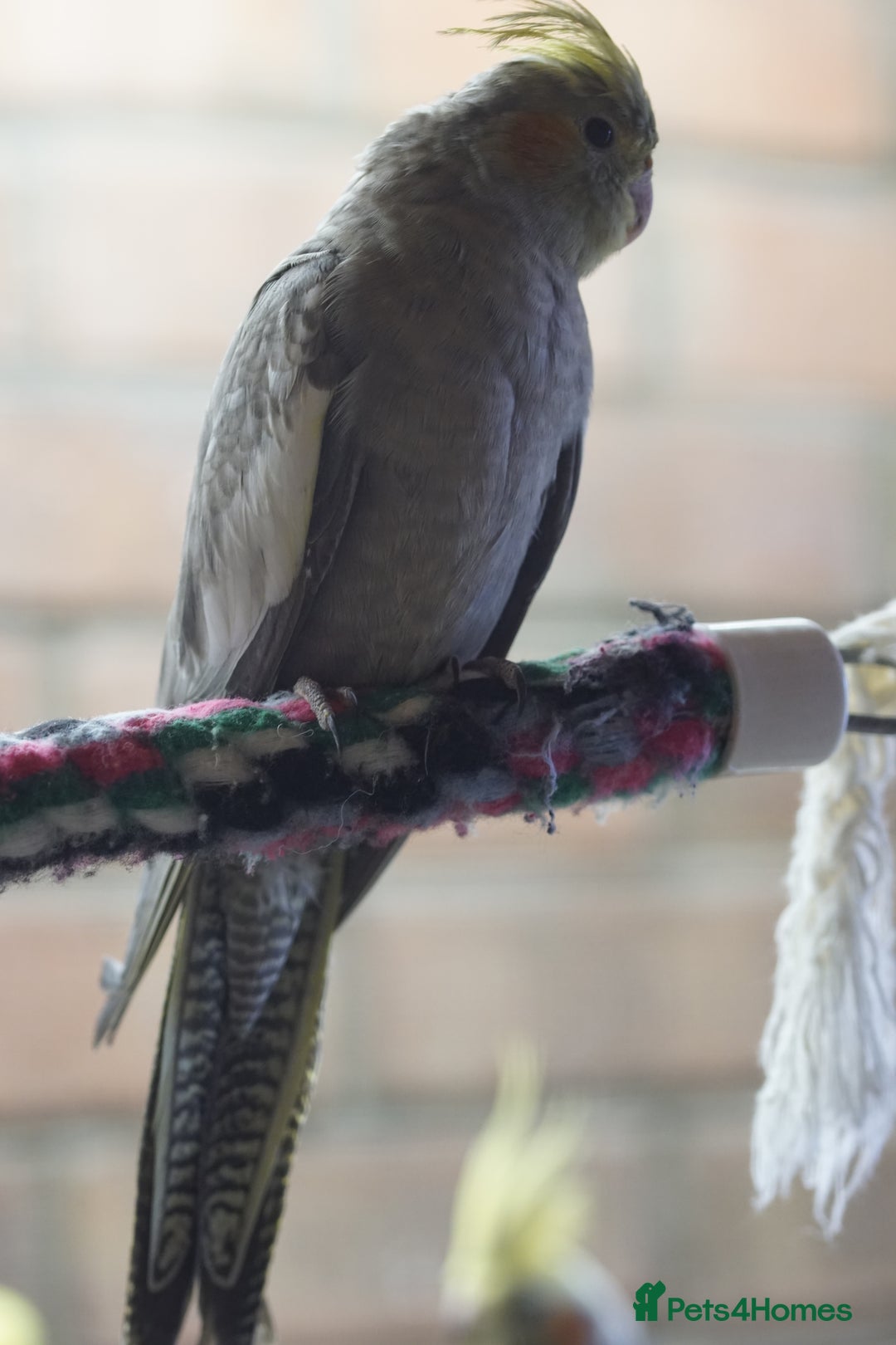 Cockatiels birds for sale: Young Cockatiels - Image 14