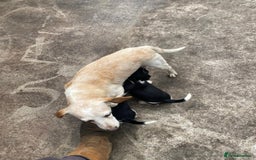 Mixed Breed dogs for sale: Speagle pup (male) - Image 7