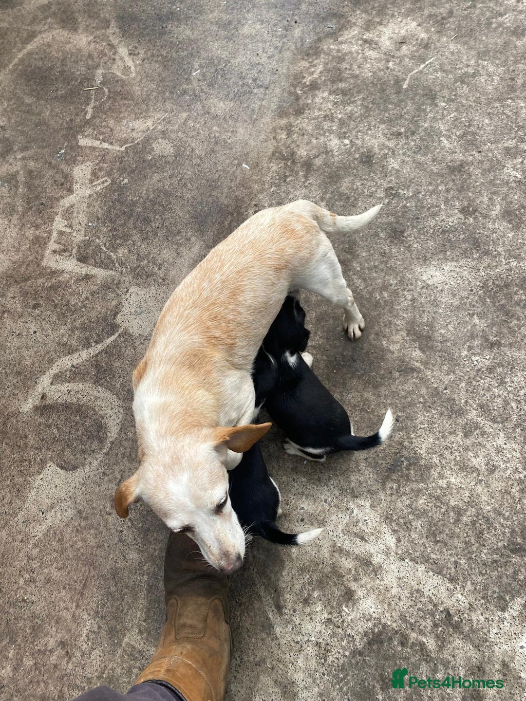Mixed Breed dogs for sale: Speagle pup (male) - Image 7