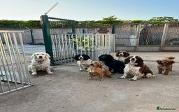 Sprocker dogs for sale: My sweet peas SPECIAL indeed x - Image 12
