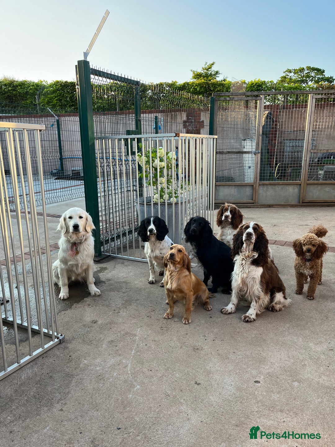 Sprocker dogs for sale: My sweet peas SPECIAL indeed x - Image 12