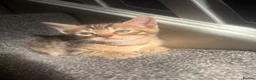 Bengal cats for sale: 🐾Stunning Bengal Kittens ready for Loving Homes🐾 - Advert 19