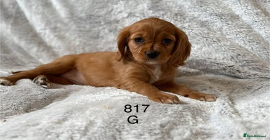 Mixed Breed dogs - Advert 15