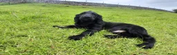 Cocker Spaniel dogs for sale: 14 week old Working Cocker Spaniel Male - Advert 3