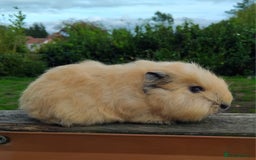 Guinea Pig rodents for sale: Baby Swiss Boars ready this weekend. - Image 2