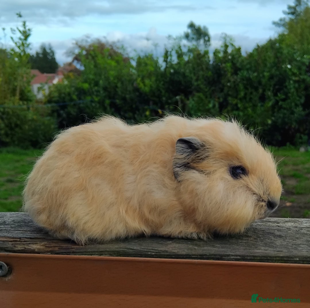 Guinea Pig rodents for sale: Baby Swiss Boars ready this weekend. - Image 2