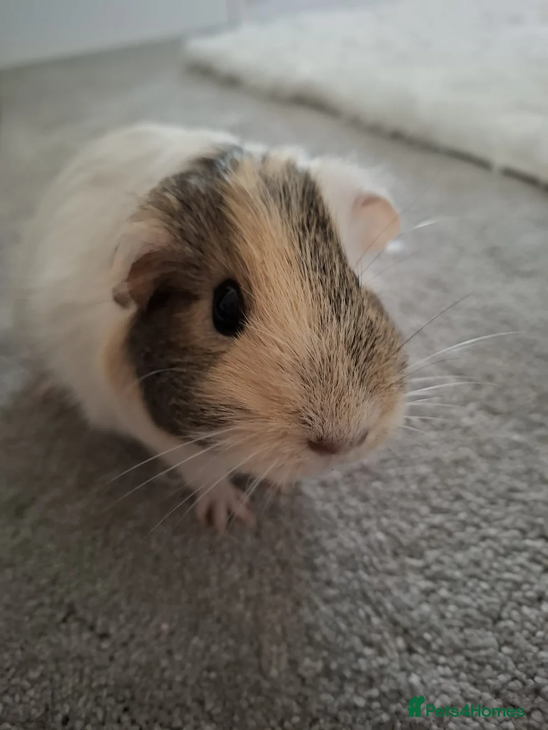 Guinea Pig rodents for sale: 3 female guinea pigs - 1 year old - Advert 2