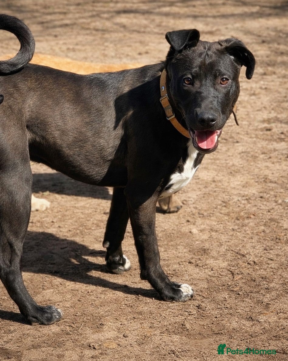 Mixed Breed dogs 🐾🖤 SAM – The Happy, Handsome All-Rounder 🖤🐾 - Advert 1