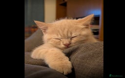 British Shorthair cats for sale: 3 beautiful pedigree British shorthair boys.  - Image 12