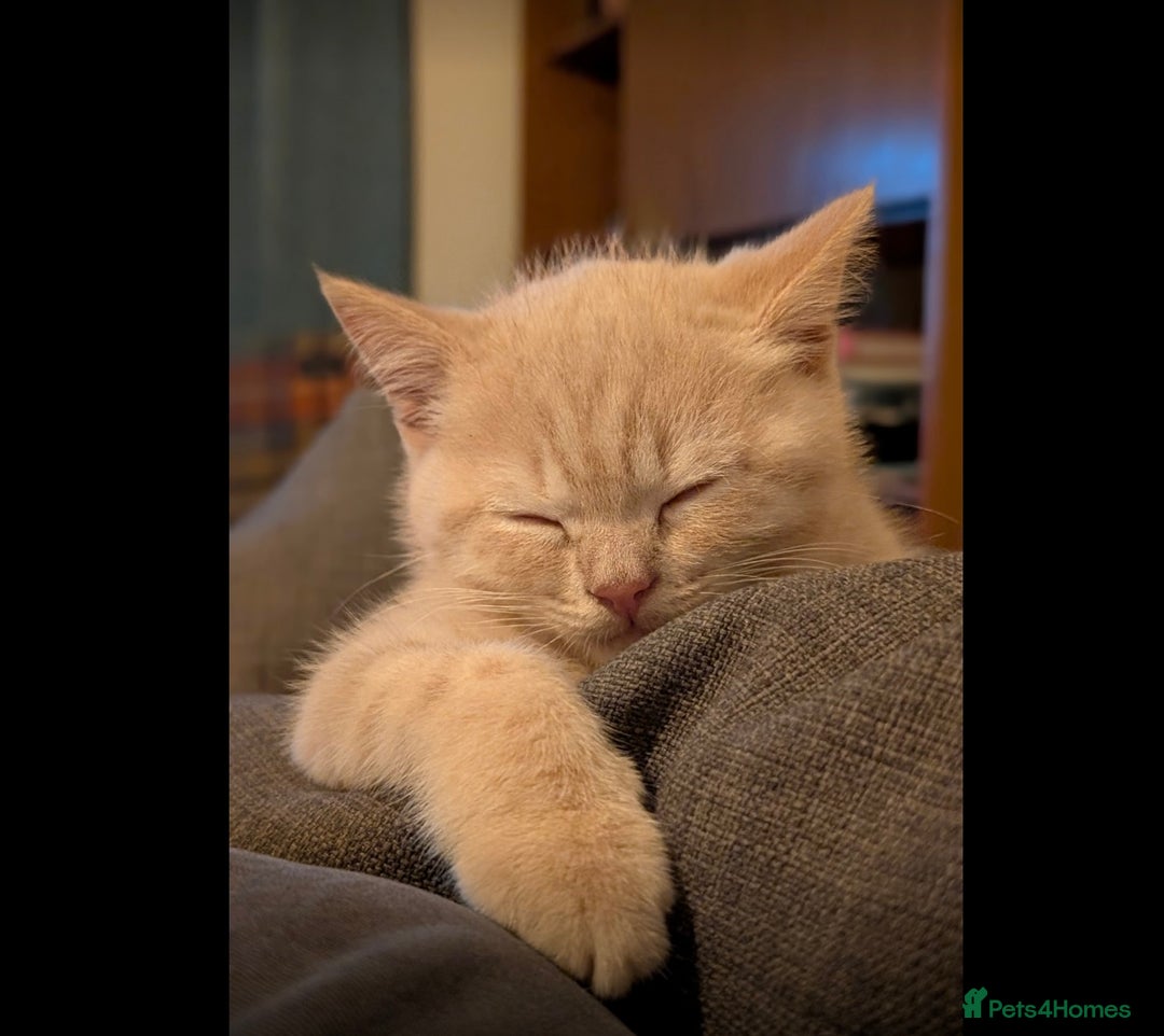 British Shorthair cats for sale: 3 beautiful pedigree British shorthair boys.  - Image 12
