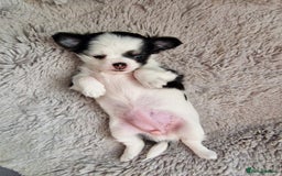 Chihuahua dogs for sale: Two little girls  - Image 2