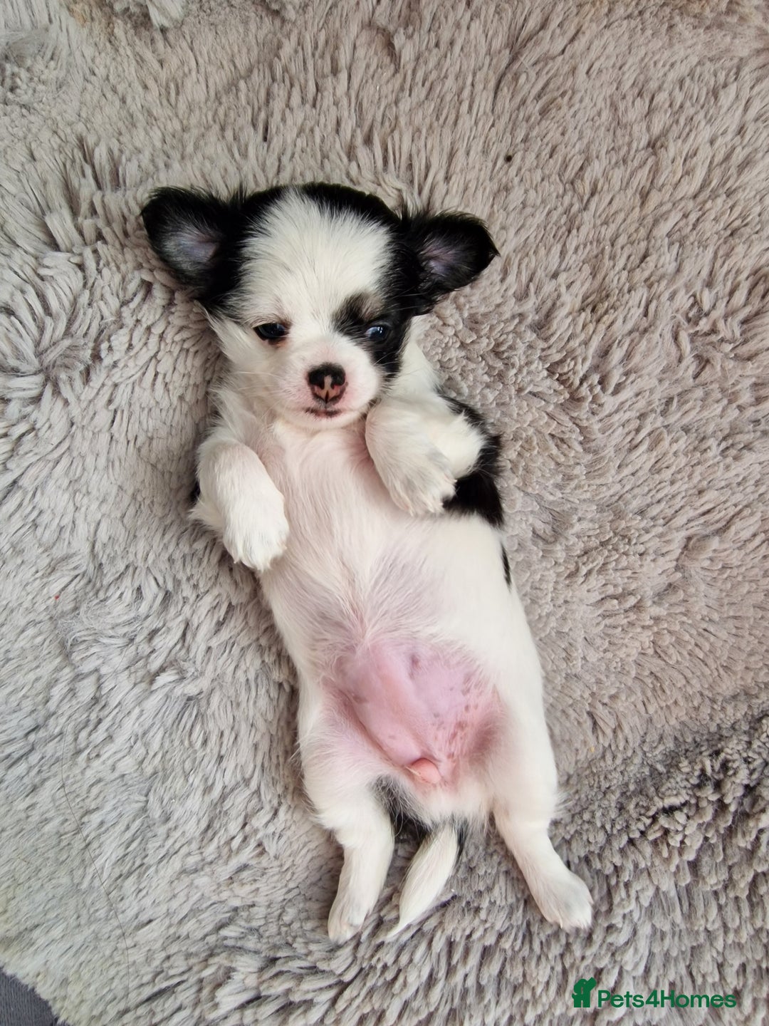 Chihuahua dogs for sale: Two little girls  - Image 2