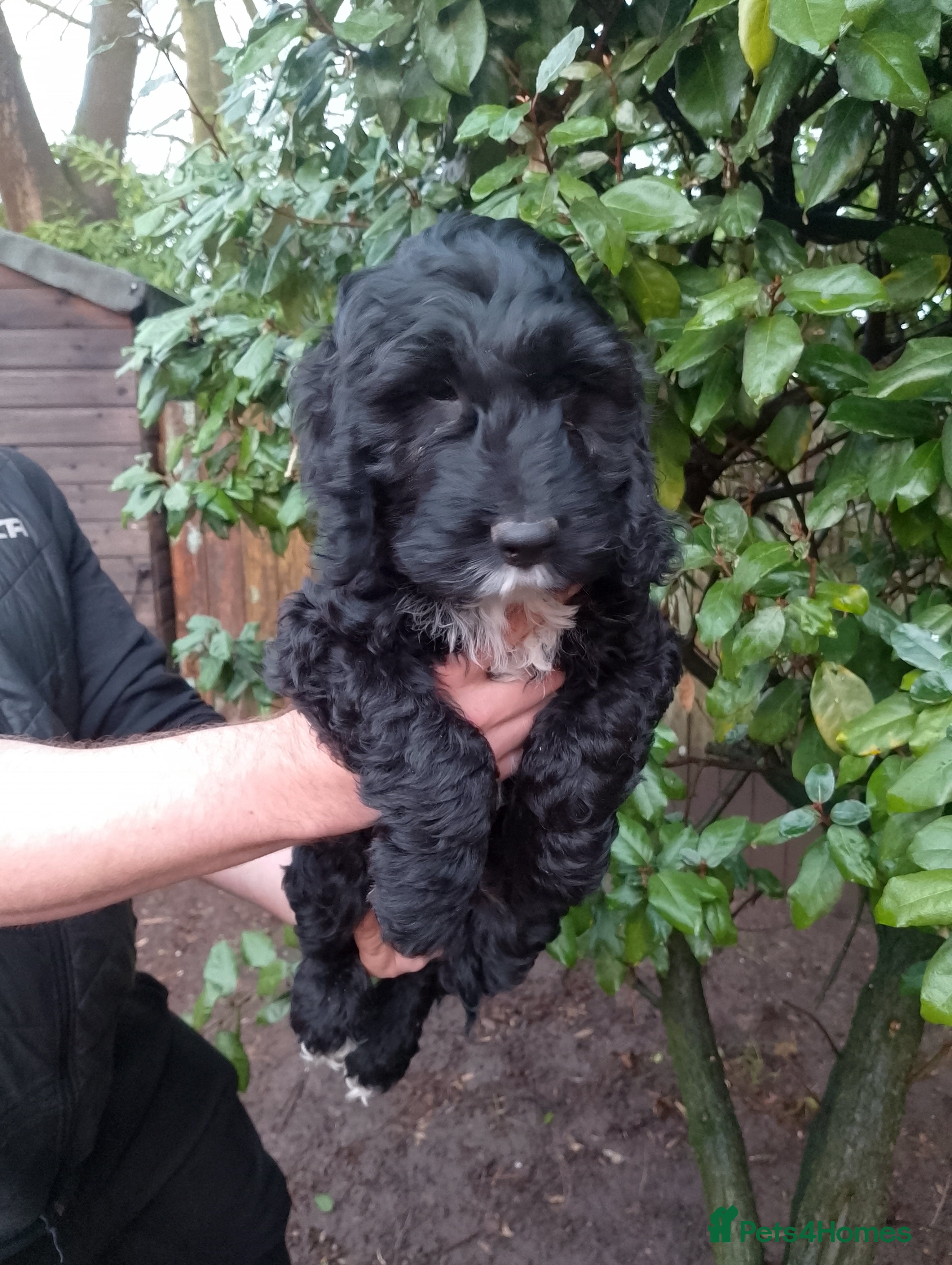 Cocker Spaniel dogs Singleton F1 Cockapoo Ready from today   - Advert 11